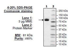 MME, His-tag Recombinant – Figure 1 of 1