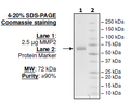 MMP2, His-tag (HEK293-derived) Recombinant – Figure 1 of 2