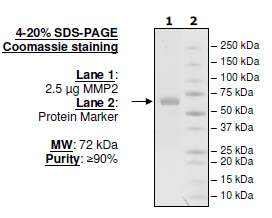 MMP2, His-tag (HEK293-derived) Recombinant – Figure 1 of 2