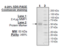 MMP1, His-tag Recombinant – Figure 1 of 2