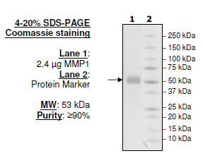 MMP1, His-tag Recombinant – Figure 1 of 2