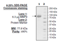 MMP9 (Q279R), His-tag Recombinant – Figure 1 of 2