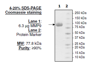 MMP9 (Q279R), His-tag Recombinant – Figure 1 of 2