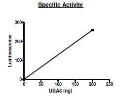 UBA6 (UBE1L2), FLAG-tag Recombinant – Figure 1 of 2