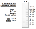 UbcH5a (UBE2D1), His-tag Recombinant – Figure 1 of 4