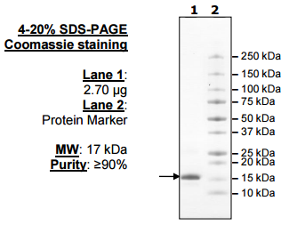 UbcH5a (UBE2D1), His-tag Recombinant – Figure 1 of 4