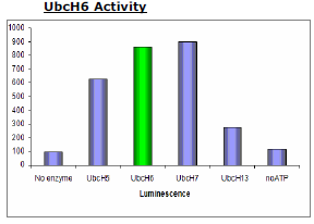 UbcH6 (UBE2E1), His-tag Recombinant – Figure 1 of 2