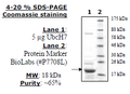 UbcH7, His-tag (E. coli-derived) Recombinant – Figure 1 of 2