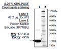 UbcH13 (UBE2N), His-tag Recombinant – Figure 1 of 1