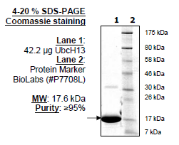 UbcH13 (UBE2N), His-tag Recombinant – Figure 1 of 1