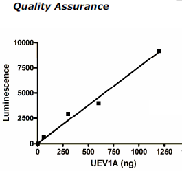 UEV1A (UBE2V1), FLAG-tag Recombinant – Figure 1 of 4