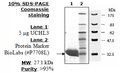 UCHL3, His-tag Recombinant – Figure 1 of 2