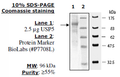 USP5 (IsoT), FLAG-tag Recombinant – Figure 1 of 2