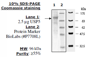 USP5 (IsoT), FLAG-tag Recombinant – Figure 1 of 2