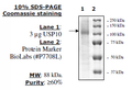 USP10, FLAG-tag Recombinant – Figure 1 of 2