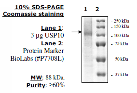 USP10, FLAG-tag Recombinant – Figure 1 of 2