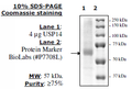 USP14, FLAG-tag Recombinant – Figure 1 of 2