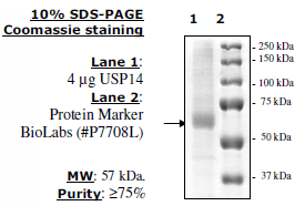 USP14, FLAG-tag Recombinant – Figure 1 of 2