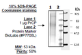 PrCP, His-tag Recombinant – Figure 1 of 1