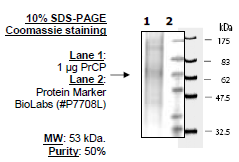 PrCP, His-tag Recombinant – Figure 1 of 1