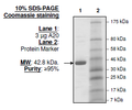 A20, His-tag (E. coli-derived) Recombinant – Figure 1 of 2