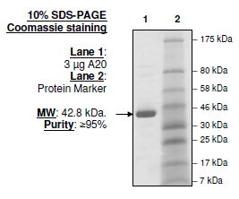 A20, His-tag (E. coli-derived) Recombinant – Figure 1 of 2