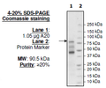 A20, FLAG-tag (Sf9-derived) Recombinant – Figure 1 of 2