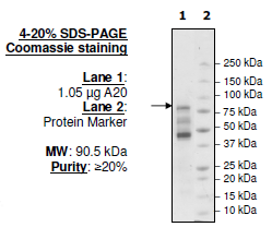 A20, FLAG-tag (Sf9-derived) Recombinant – Figure 1 of 2