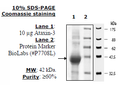 Ataxin3 (MJD1, SCA3), His-tag Recombinant – Figure 1 of 2