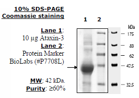 Ataxin3 (MJD1, SCA3), His-tag Recombinant – Figure 1 of 2