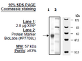 XIAP, FLAG-Tag Recombinant – Figure 1 of 3
