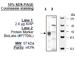 XIAP, FLAG-Tag Recombinant – Figure 1 of 3