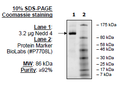 NEDD4, FLAG-tag Recombinant – Figure 1 of 2