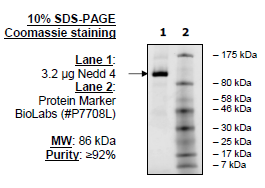 NEDD4, FLAG-tag Recombinant – Figure 1 of 2