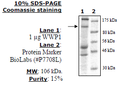 WWP1, FLAG-tag Recombinant – Figure 1 of 1