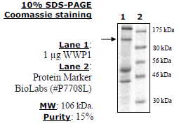 WWP1, FLAG-tag Recombinant – Figure 1 of 1