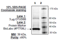 OTUD6B, His-FLAG-tags Recombinant – Figure 1 of 2