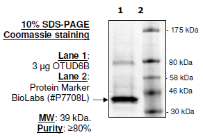 OTUD6B, His-FLAG-tags Recombinant – Figure 1 of 2