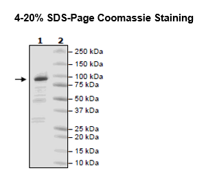 A20, His tag, FLAG-tag (Sf9-derived) Recombinant – Figure 1 of 2