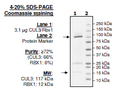 CUL3/Rbx1, GST-tag Recombinant – Figure 1 of 1