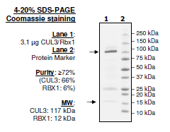 CUL3/Rbx1, GST-tag Recombinant – Figure 1 of 1