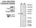 KCTD13, GST-tag Recombinant – Figure 1 of 1