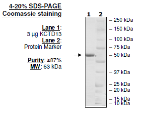 KCTD13, GST-tag Recombinant – Figure 1 of 1