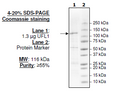 UFL1, GST-tag Recombinant – Figure 1 of 1