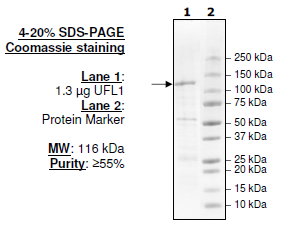 UFL1, GST-tag Recombinant – Figure 1 of 1