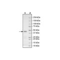 CBL-B, His-Avi-Tag, Biotin-labeled (Human) Recombinant – Figure 1 of 2