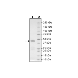 CBL-B, His-Avi-Tag, Biotin-labeled (Human) Recombinant – Figure 1 of 2