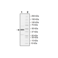 CBL-B (Y363F), His-tag, Biotin-labeled (Human) Recombinant – Figure 1 of 3