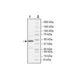 CBL-B (Y363F), His-tag, Biotin-labeled (Human) Recombinant – Figure 1 of 3