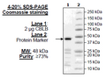 CBL-B, His-Avi-Tag Recombinant – Figure 1 of 1